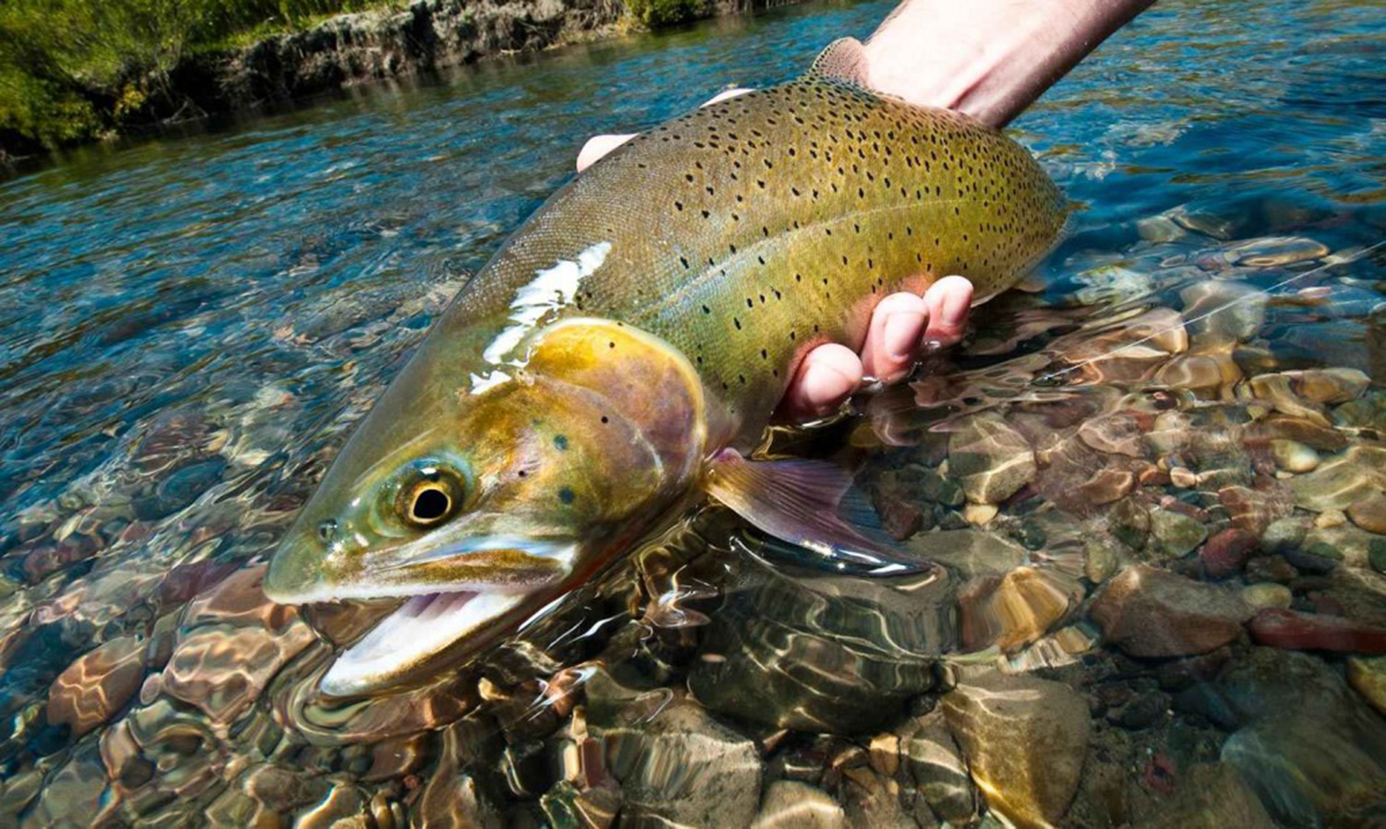 Fly Fishing Cuttie-web